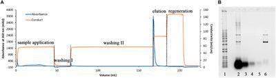 Toward QbD Process Understanding on DNA Vaccine Purification Using Design of Experiment